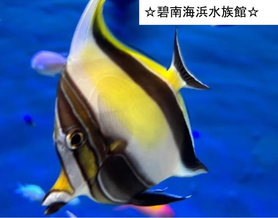 碧南海浜水族館